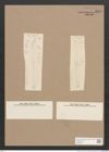 Pleurosigma sp. (de-Toni-Nr.: Genus 13) Zeichnungen Sammlung Grunow Nr. 2177 (NHMW-BOT-W0369242)